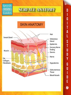 cover image of Surface Anatomy